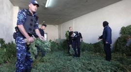 مستنبتات الحشيش
