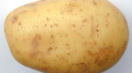 بطاطس