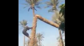 سقوط نخلة على خيام النازحين في مركز ايواء النخيل غرب دير البلح