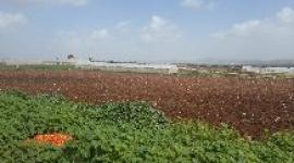 زراعة الدخان