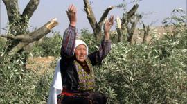 اقتلاع اشجار زيتون