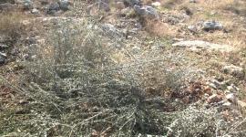 قطع أشجار الزيتون
