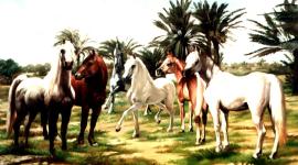 فارس