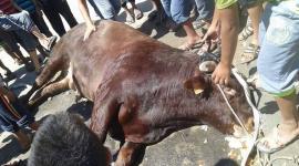 نفوق عجل قبل عيد الأضحى 