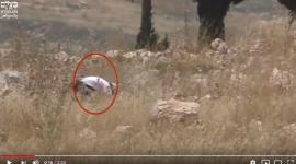 مستوطن يشعل النار في حقول الفلسطينيين.JPG