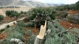 مستوطنون يقتلعون أشجار زيتون من أراضي الفلسطينيين شرق نابلس