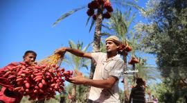موسم قطف ثمار البلح فى غزة ‫(38928905)‬ ‫‬.JPG