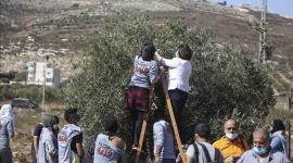 فزعة زيتون