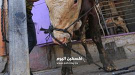 اضحية