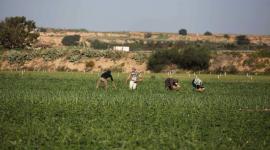 مزارعون