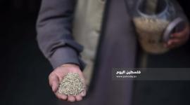 بنك البذور