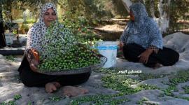 قطف الزيتون بغزة (20)