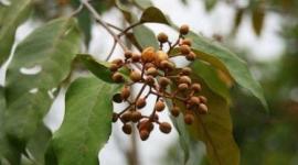 نبات لعلاج السرطان