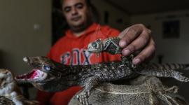 تحنيط الحيوانات داخل منزل المواطن رشيد عنبر