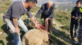  فلسطيني
