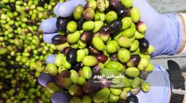 جولة في معاصر الزيتون بمحافظة خانيونس جنوبي قطاع غزة13