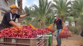 ثمار البلح (4)