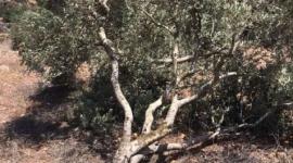 ارشيفية