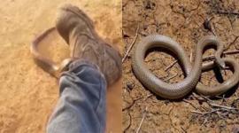 افعى سامة تتسلل داخل بنطال صياد