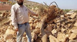 جرافات الاحتلال تقلع اشجار في سلفيت