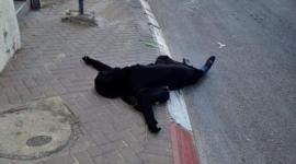 جثمان الشهيدة سها مبارك