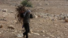الاغوار الشمالية تربية المواشي  (7)