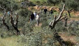 مستوطنون يقتعلون شجر الزيتون.jpg