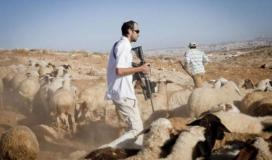 مستوطنون يرعون الأغنام في أراضي المواطنين