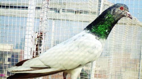 حمام زاجل