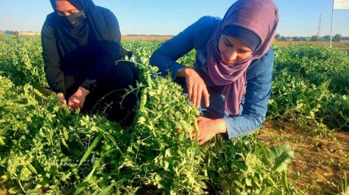 خريجات جامعيات يكسرن حاجز البطالة