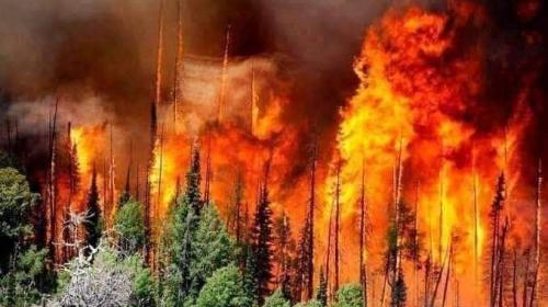 65 حالة وفاة إثر استمرار اندلاع الحرائق في الجزائر