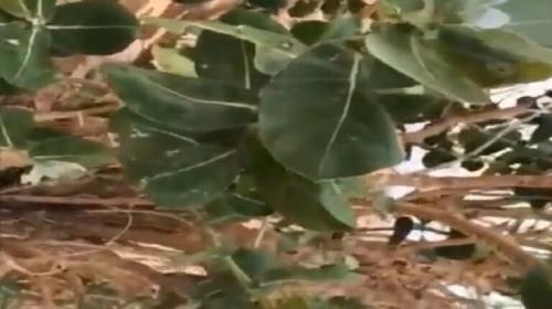 شجرة في السعودية.jpg