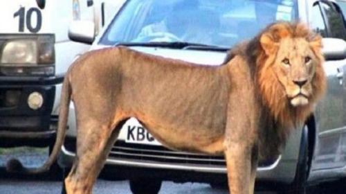 أسد طليق يتجول في شوارع مدينة باكستانية
