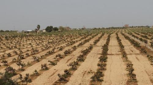 ارشفية