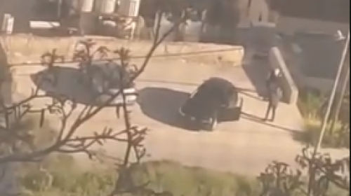 قنص الشهيد محمد الحلاق.PNG