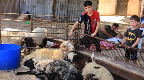 استعدادات المواطنين بمدينة غزة لاستقبال عيد الأضحى المبارك (10).JPG