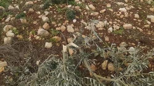 اقتلاع أشجار زيتون