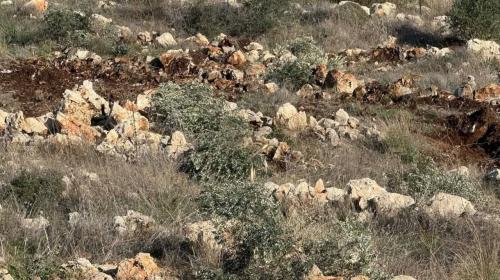 مستوطنون يقتلعون اشجار الزيتون في سلفيت