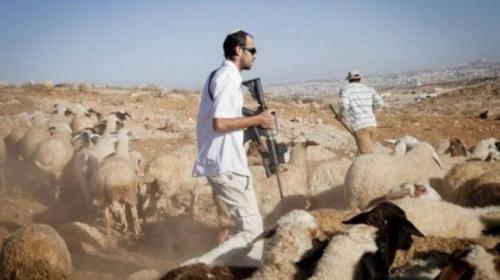 مستوطنون يرعون الأغنام في أراضي المواطنين