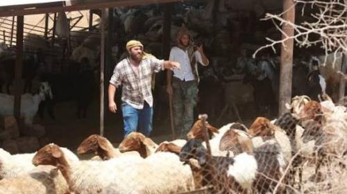 مستعمرون يسرقون 100 رأس من الأغنام