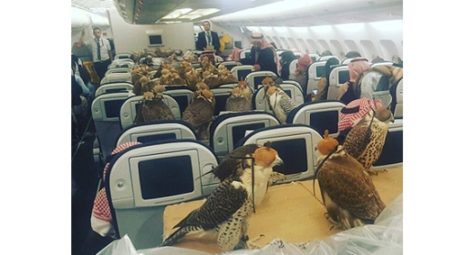 صقور
