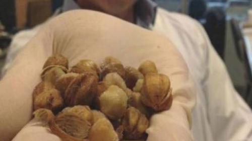 ثمار للقضاء على السرطان