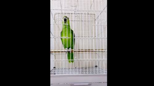 ببغاء