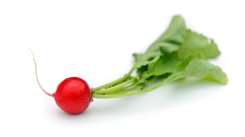فجل