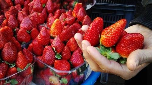 بائع الفراولة.JPG