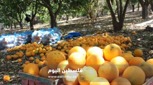 حمضيات