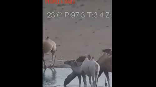 اول جمل ابيض في الصين من فصيلة نادرة.PNG