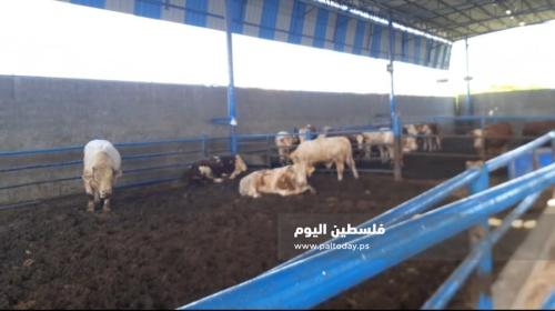 كم سعر الاضحية في غزة 2022؟ سعر كيلو الخروف قائم في فلسطين