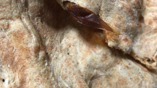 إغلاق مخبزاً ومحلا لبيع الاسماك الفاسدة في جنين