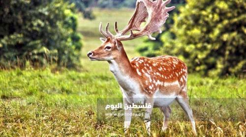 الغزال الفارسي
